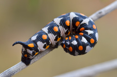 Hyles nicaea