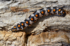 Hyles nicaea