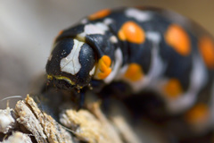 Hyles nicaea