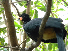 Wattled Curassow photo 3
