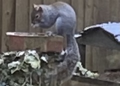 Sciurus carolinensis