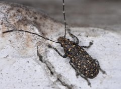 Phoenicobiella chamaeropis