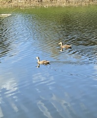 Anas platyrhynchos × fulvigula