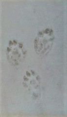 Mustela putorius