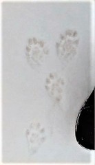 Mustela putorius