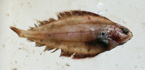Witch Flounder