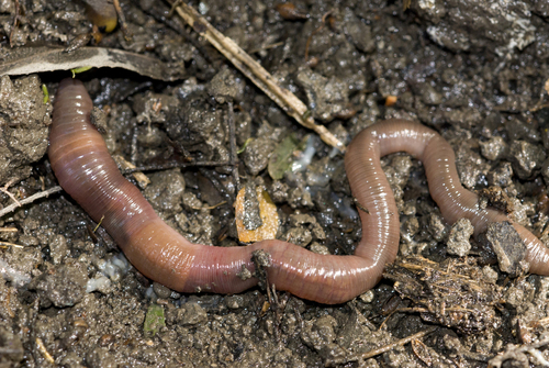 Octodrilus complanatus