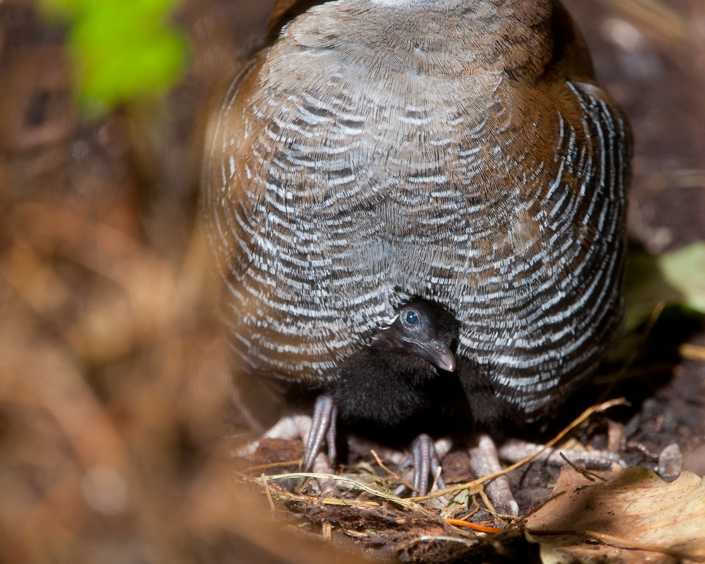 Guam Rail