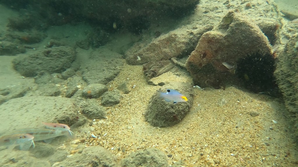 Photo of Speciosus hogfish (Bodianus speciosus)