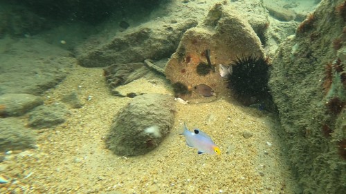 Photo of Speciosus hogfish (Bodianus speciosus)