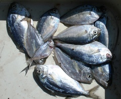 Peprilus triacanthus