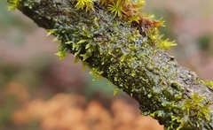 Metzgeria consanguinea