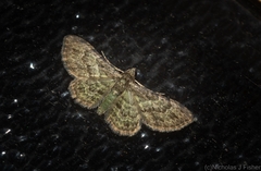 Chloroclystis mniochroa