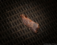 Glyphidoptera insignana