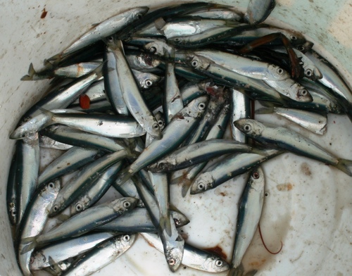 Atlantic Herring