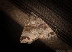 Lithilaria proestans