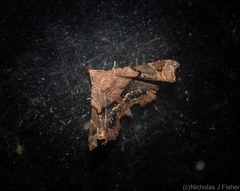 Esthlodora variabilis