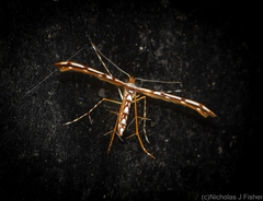 Cosmoclostis aglaodesma