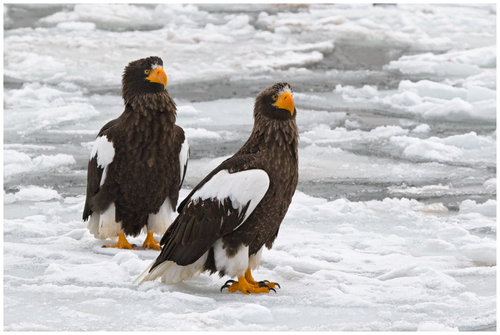 Steller's Sea-Eagle