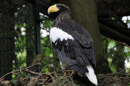 Steller's Sea-Eagle