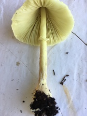 Leucocoprinus birnbaumii image