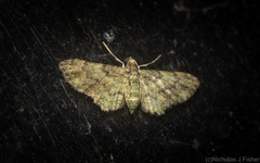 Chloroclystis mniochroa