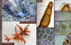 Gastroclonium clavatum