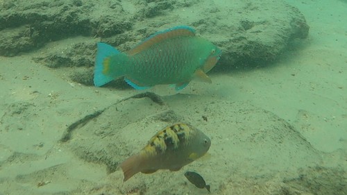 Guinean parrotfish (Scarus hoefleri) — Scaridae — 4