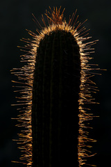 Trichocereus chiloensis chiloensis