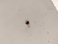 Eopolita protensa