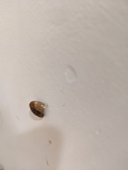 Eopolita protensa