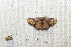 Metallaxis semipurpurascens