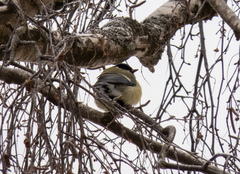 Parus major