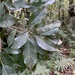Quercus repandifolia - Photo (c) 羅恩至, algunos derechos reservados (CC BY-NC), subido por 羅恩至