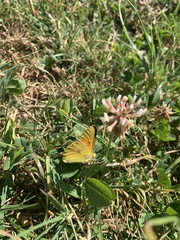Colias vauthierii