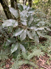 Quercus repandifolia
