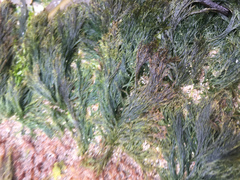 Cladophora rupestris