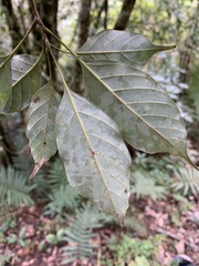 Quercus repandifolia