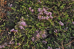 Ceanothus pumilus