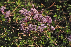 Ceanothus pumilus