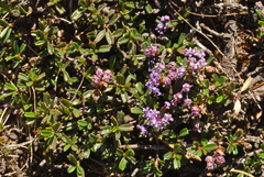 Ceanothus pumilus