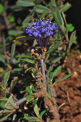 Ceanothus pumilus