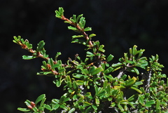 Ceanothus pumilus