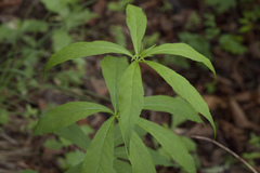 Veronicastrum sibiricum