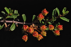 Ceanothus pumilus