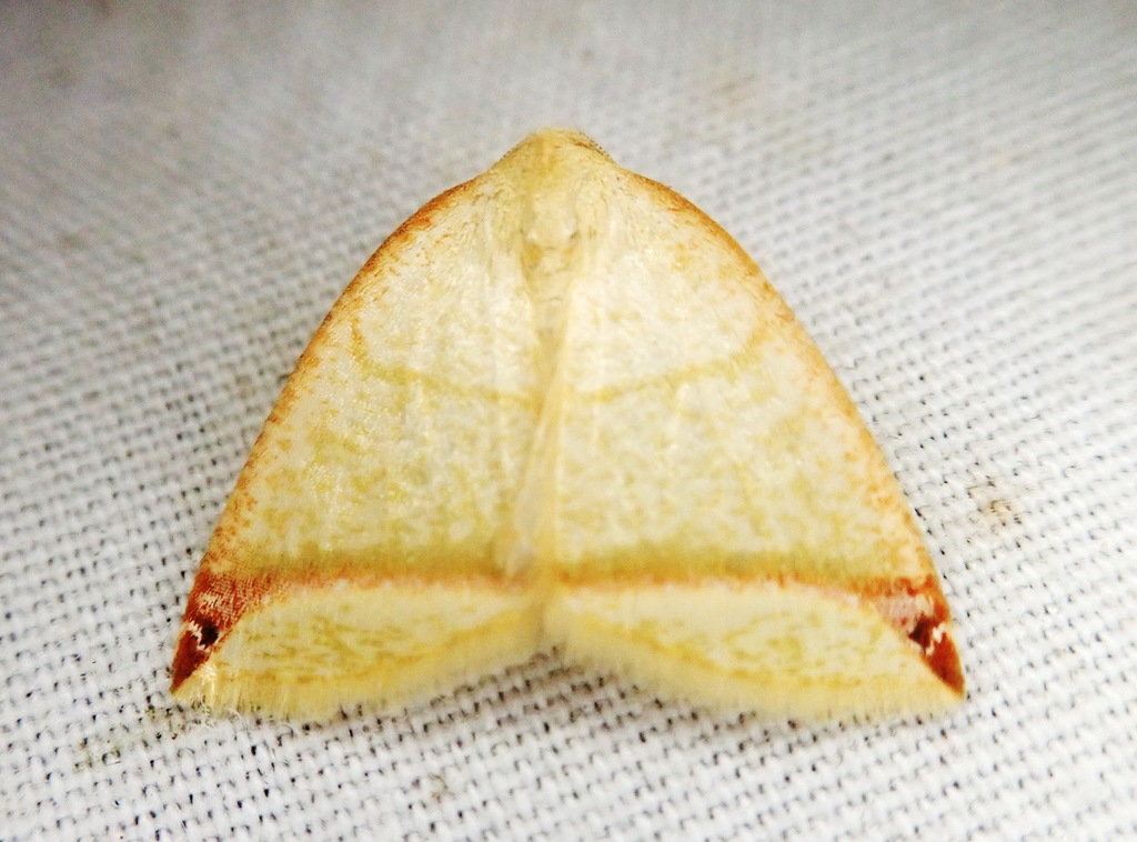 Perusia
