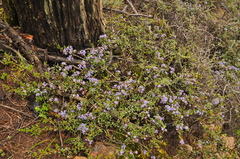 Ceanothus pumilus