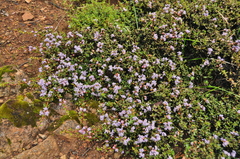 Ceanothus pumilus