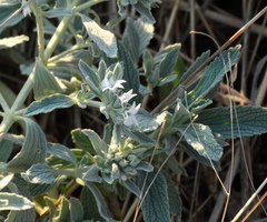 Marrubium peregrinum