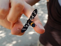 Amata phegea